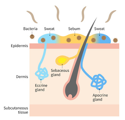 Microbial Origins of Body Odor